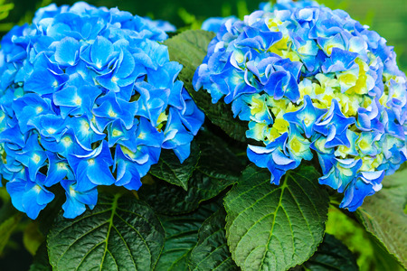 Blue and yellow hydrangea macrophyllaの写真素材