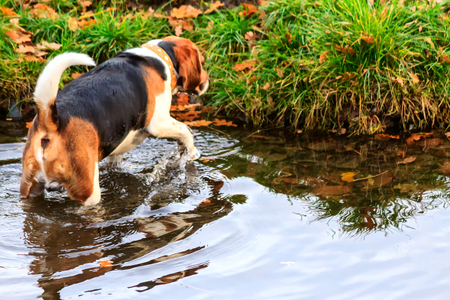 Beagle taking bath in the Duck Pond in late fallの写真素材