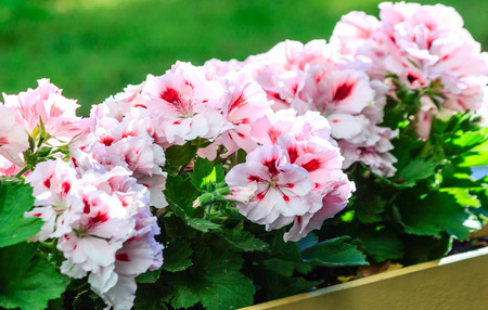 Pink and red flowering plant geranium English