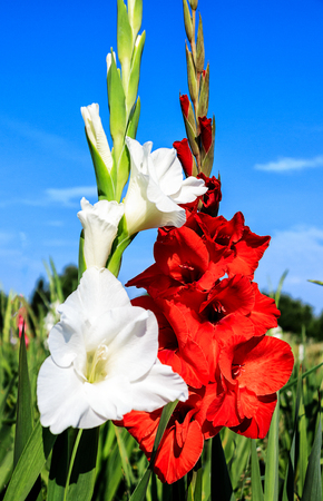 Red and white gladiola flowers in fieldの写真素材