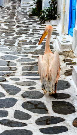 The Pelican, mascot of the Iceland Mykonos strolling up the street, Greeceの写真素材