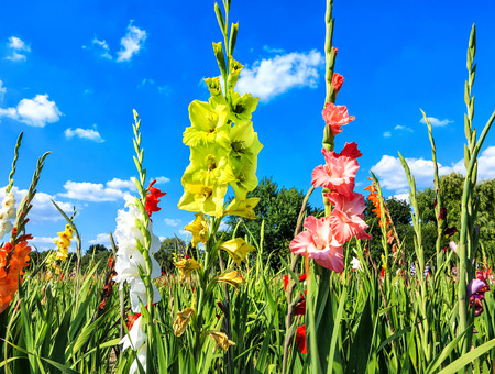 Colorful gladiolus flower field against blue sky in midsummerの写真素材