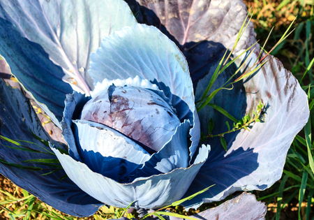 Beautiful growing red cabbage head in fieldの写真素材