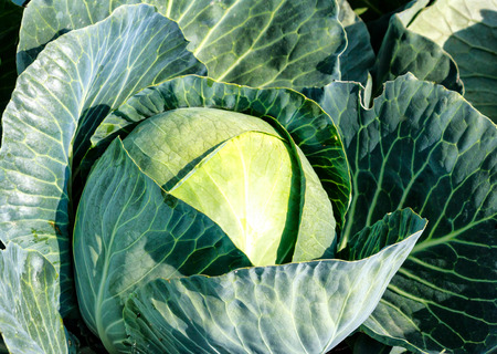 Beautiful growing white cabbage in fieldの写真素材