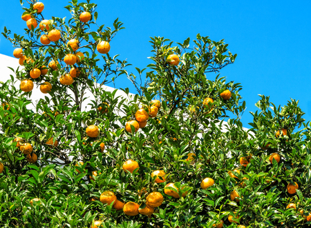 Rich organic tangerine harvest silent on the treeの写真素材