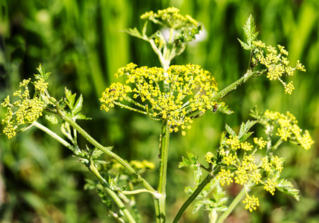 Yellow flowering parsnip, similar to parsley root (Pastinaca sativa)