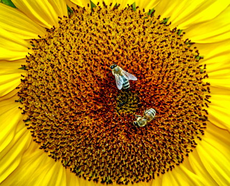 Bright yellow sunflower with two hardworking beesの写真素材