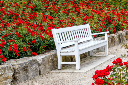 White bench in a red rose gardenの写真素材