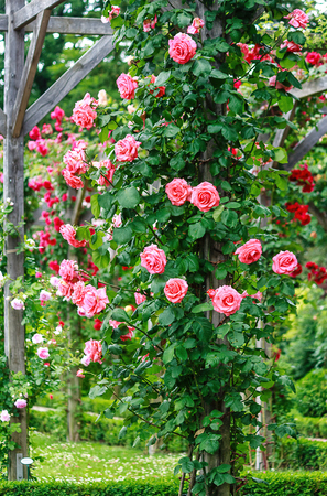 Tall pink climbing rose shrub in a rose gardenの写真素材