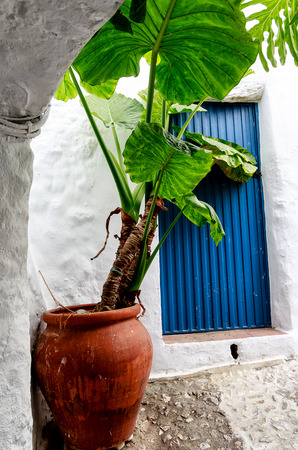 Potted Alocasia plant (also called Elephant Ear or African Mask) in front of a blue Spanish door in Frigillana Andalusian white village. Costa del Sol, Spainの写真素材