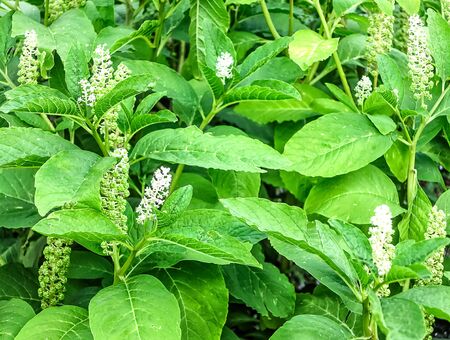 Phytolacca americana medicinal plant, known as Kermes in German and as phytolaque in French. The plant and its properly-cooked leaves are also called poke sallet or more commonly poke salad.の写真素材
