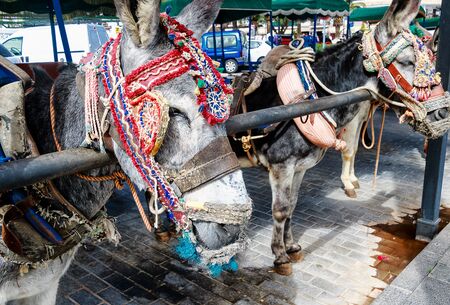 Traditionally richly decorated taxi donkeys of Mijas pueblo, one of the most visited of Andalucia? S white villages, Costa del Sol.の写真素材