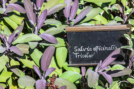 Culinary herb background - Salvia officinalis 'Tricolor' Sageの写真素材