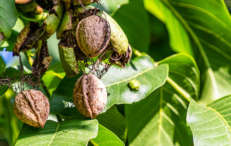The mature walnuts in the green outer shell still hanging on the tree.