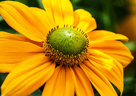 A single close up of yellow Echinacea (Cone flowers)