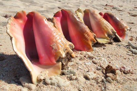 Conch Shells on Tropical Beachの写真素材