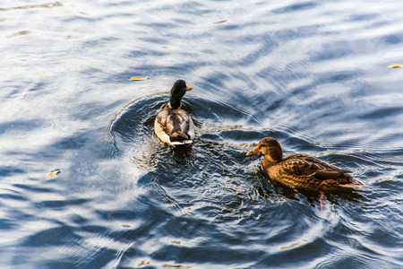 two ducks swimming on a pond near a beautiful fall sunsetの写真素材