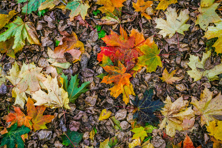 Autumn carpet from dry yellow, green and red leaves