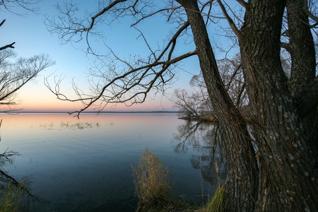 Empty branches without leaves of autumn trees reach for the last luchas of the setting sun.の写真素材