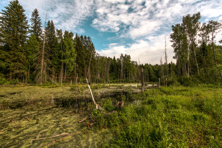 the marshland to the lowland of the mixed fir-tree and birch wood in the summer eveningの写真素材