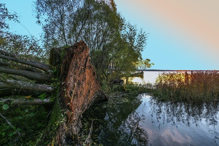 Strong wind pulled out with roots a tree on the bank of the lake.の写真素材