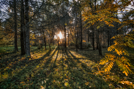 long shadows of treesの写真素材