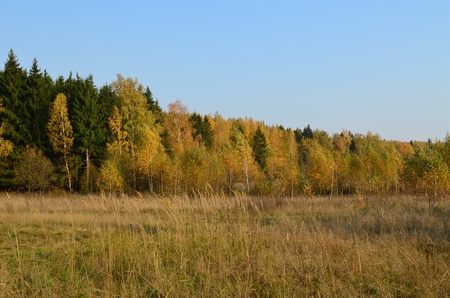 Autumn landscape of Russian wood.の写真素材