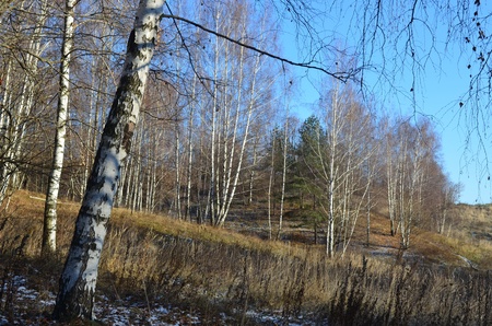 November landscape birch forestの写真素材