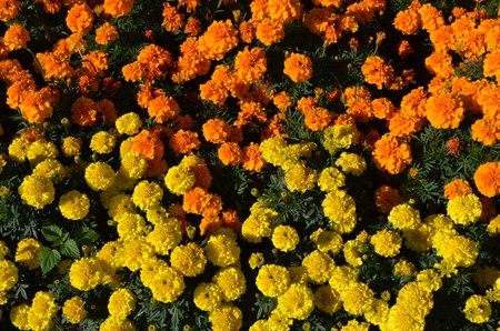 Marigolds, the top view.の写真素材