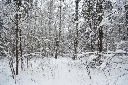 Snowy Forestの写真素材