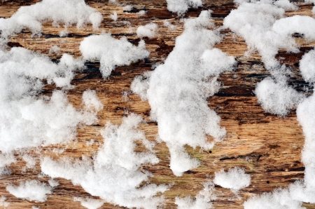 Tree and Snowの写真素材
