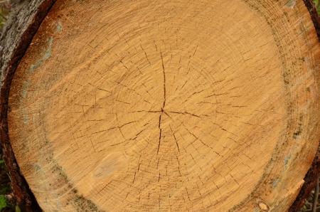Mid chainsaw felled tree の写真素材