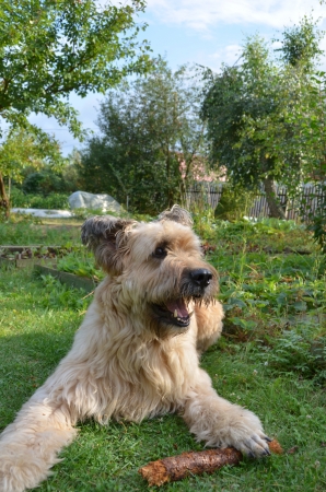 Dog - Fawn Briard, a French shepherd lying on the grass with his favorite stick の写真素材