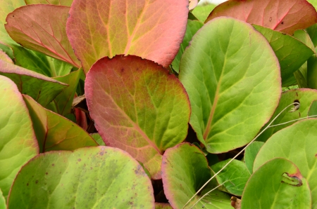 Medicinal plant gardenの写真素材