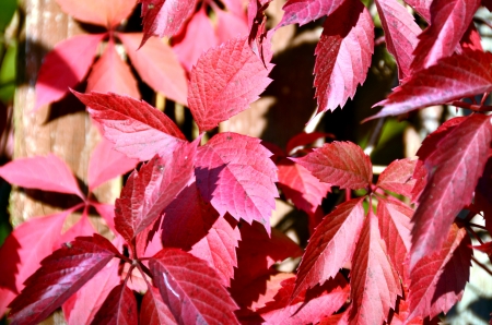 Red leaves of wild grapesの写真素材