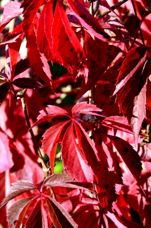 Red leaves of wild grapesの写真素材