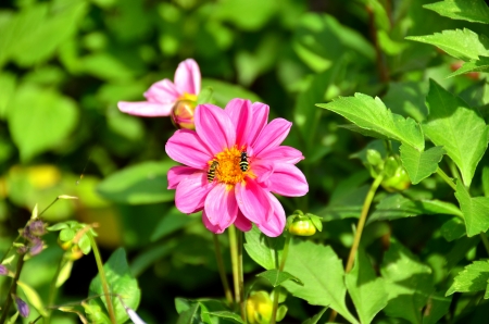 Insects feed on nectar and pollinate the flower garden. Pink dahlia with beauty spot の写真素材