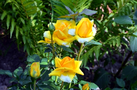 Flowers on a bed of tea roses in the garden.の写真素材