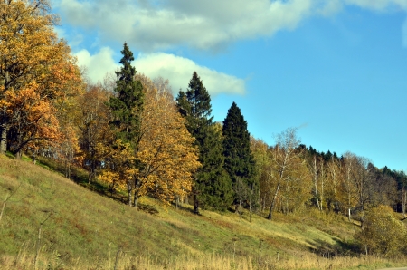 Autumn forestの写真素材