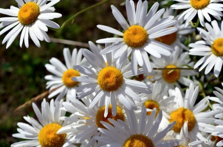 A lot of daisies, flower bed の写真素材
