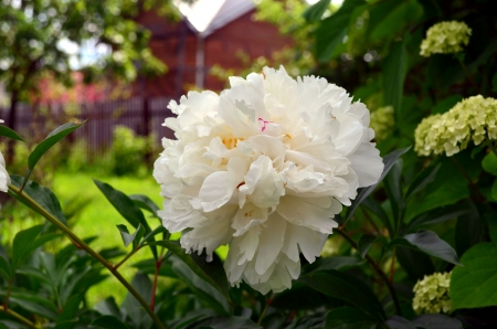 White peony flowerの写真素材