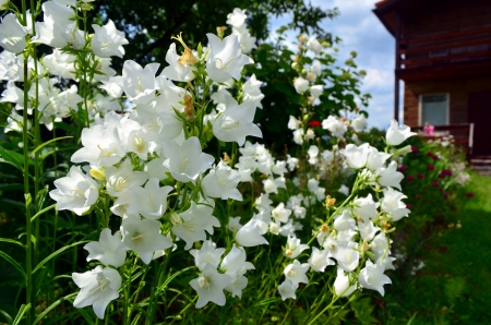 Many white bells on a bed in a suburban garden  の写真素材