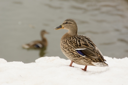 Duck at the lake in the snowの写真素材