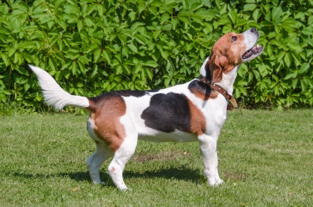 English beagle - an exterior hunting the hound of a dogの写真素材