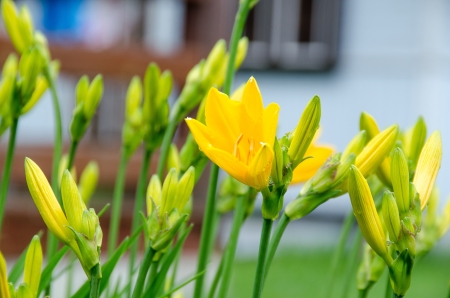 Yellow lilies before the house in a gardenの写真素材