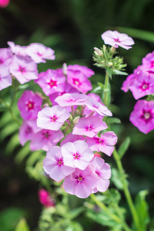 Pink phlox on the flower bedの写真素材