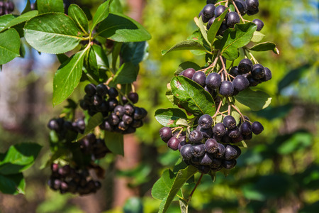 Chokeberry branchの写真素材