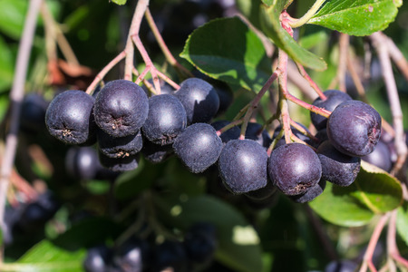 Chokeberry branchの写真素材