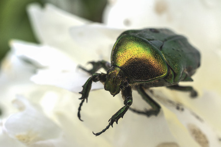 The June beetle on a white flowerの写真素材