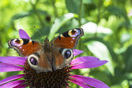 Brown butterfly on a pink flower in the gardenの写真素材